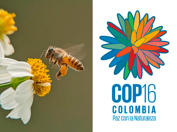 cop16